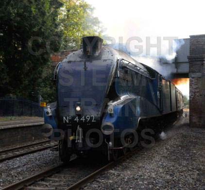 Purchase posters of 4492 DOMINION OF NEW ZEALAND (BITTERN)