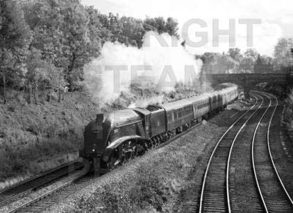 Purchase posters of 60019 BITTERN