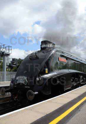 Purchase posters of 60019 BITTERN