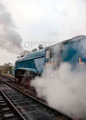 Purchase photo of 4464 BITTERN at Bluebell Railway