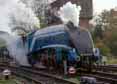 Photograph of BITTERN - 4464 BITTERN at Bluebell Railway on 01/11/15