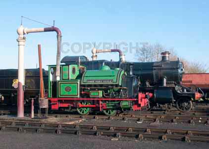 Purchase photo of 1 BONNIE PRINCE CHARLIE at Didcot