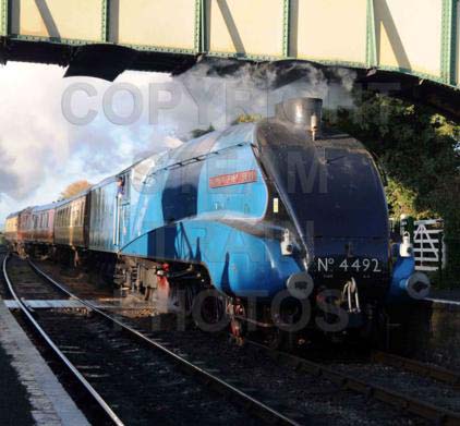 Purchase posters of 4492 DOMINION OF NEW ZEALAND (BITTERN)
