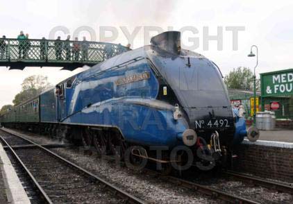 Purchase posters of 4492 DOMINION OF NEW ZEALAND (BITTERN)