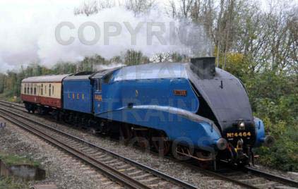 Purchase posters of 4464 BITTERN