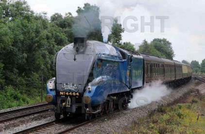 Purchase posters of 4464 BITTERN