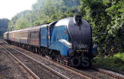 Purchase posters of 4464 BITTERN