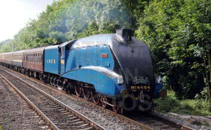 Purchase posters of 4464 BITTERN