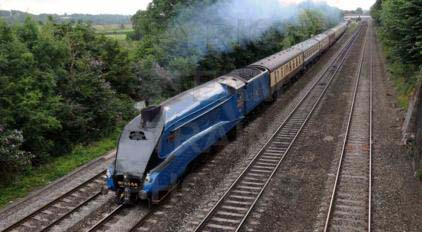 Purchase posters of 4464 BITTERN