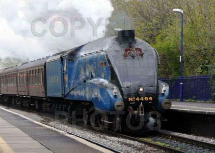 Purchase posters of 4464 BITTERN