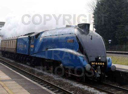 Purchase posters of 4464 BITTERN