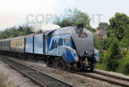 Purchase posters of 4492 DOMINION OF NEW ZEALAND (BITTERN)