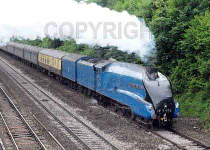 Purchase posters of 4492 DOMINION OF NEW ZEALAND (BITTERN)