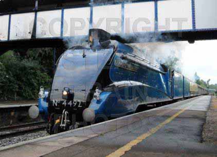 Purchase posters of 4492 DOMINION OF NEW ZEALAND (BITTERN)