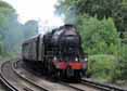 Photograph of 8F - 48151 8F at Virginia Water on 19/06/11