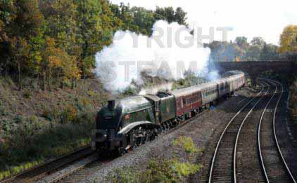 Purchase posters of 60019 BITTERN