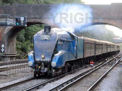 Purchase posters of 4492 DOMINION OF NEW ZEALAND (BITTERN)